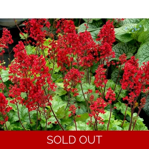 Heuchera 'Tokyo'
